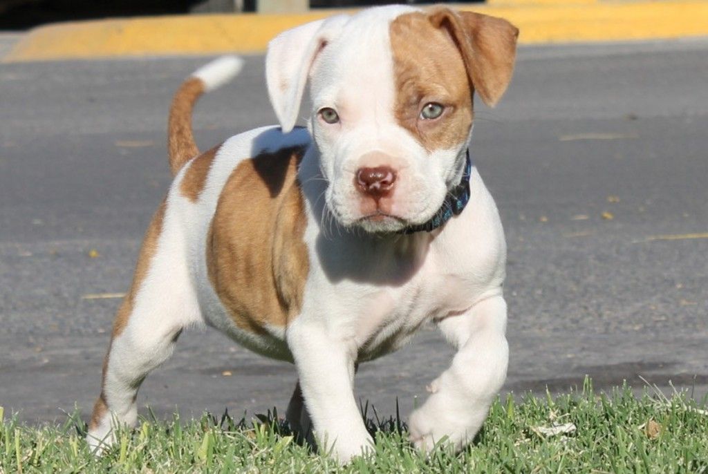 Puppy Cute Wallpaper Pitbull