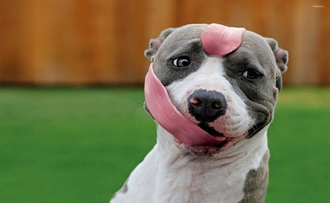 Cute Pitbull Cute Pitbull Puppy Dog HD Wallpaper Top Desktop Image Pitbull