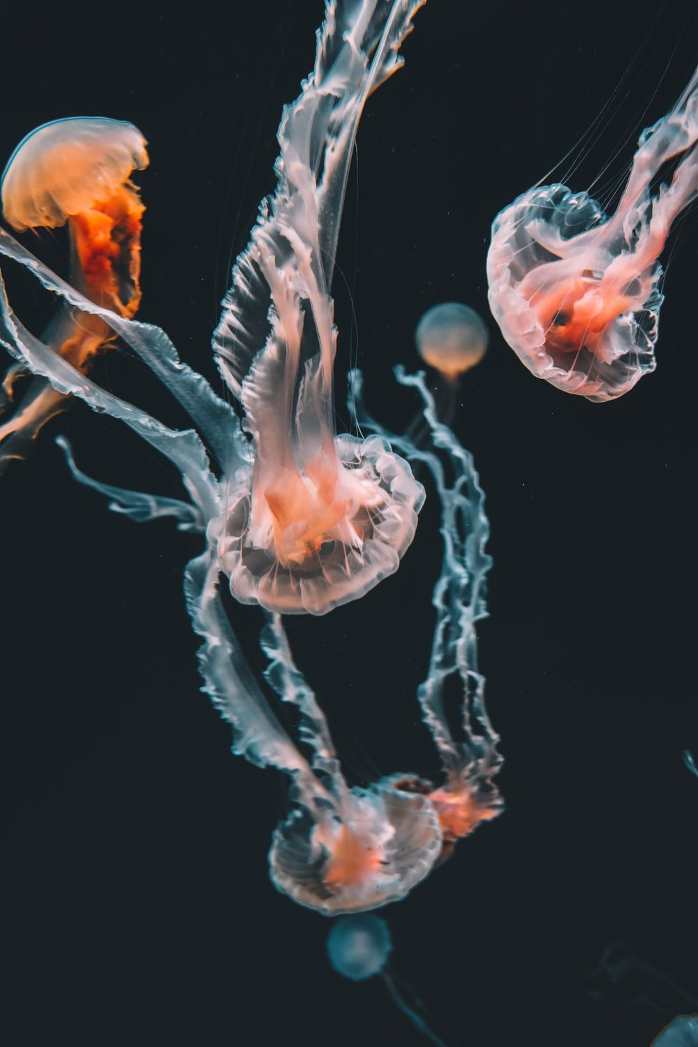 Jellyfish Picture [HD]. Download Free Image