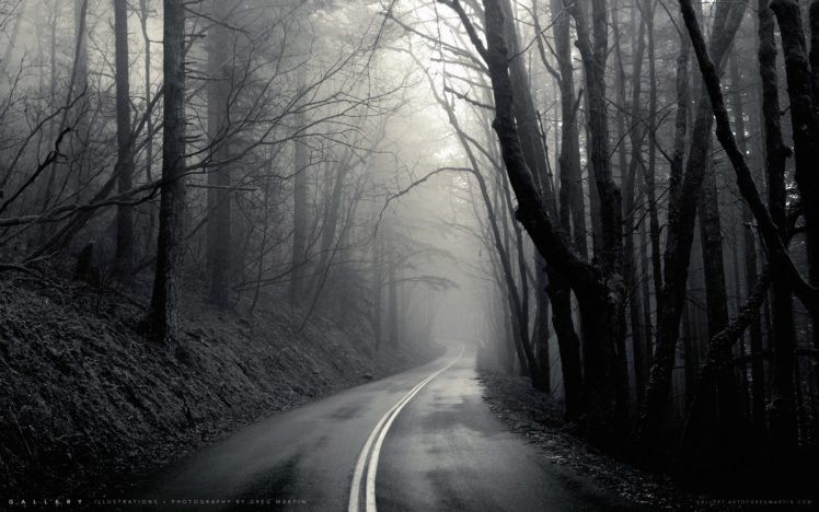 mist, Black, Road, Trees HD Wallpaper / Desktop and Mobile Image & Photo