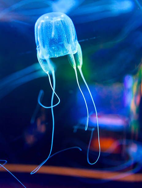 Box Jellyfish , Picture & Royalty Free Image