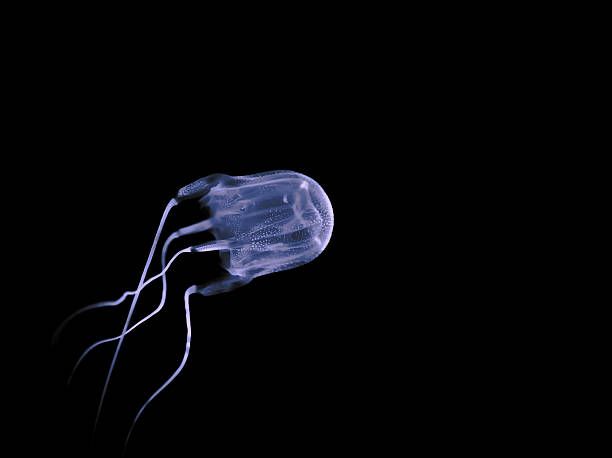 Box Jellyfish , Picture & Royalty Free Image
