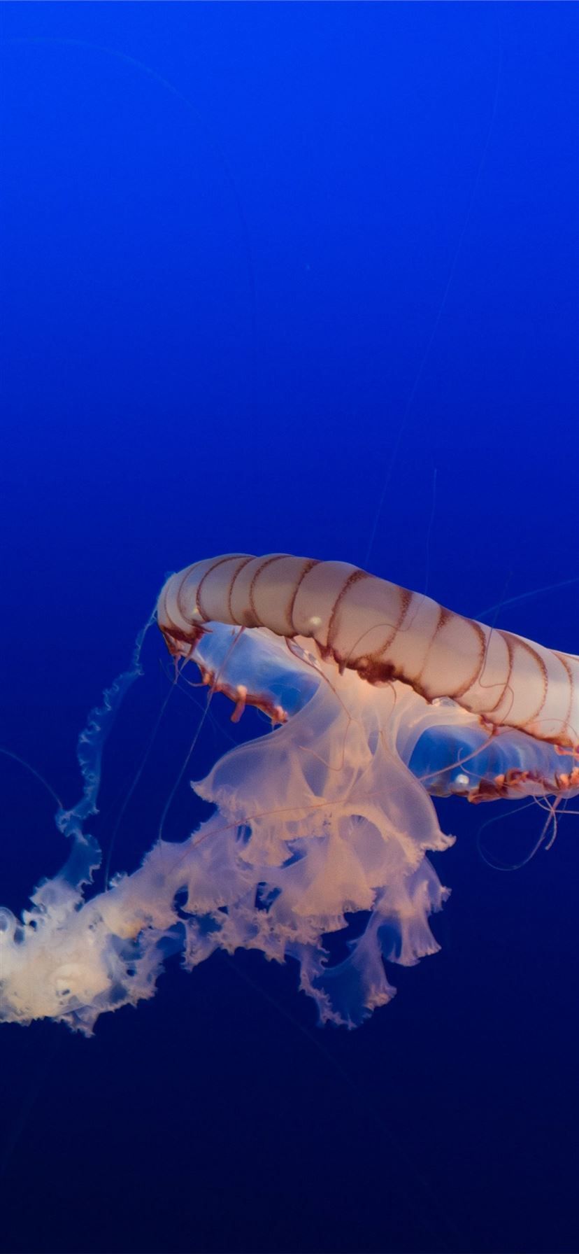 box jellyfish iPhone 11 Wallpaper Free Download