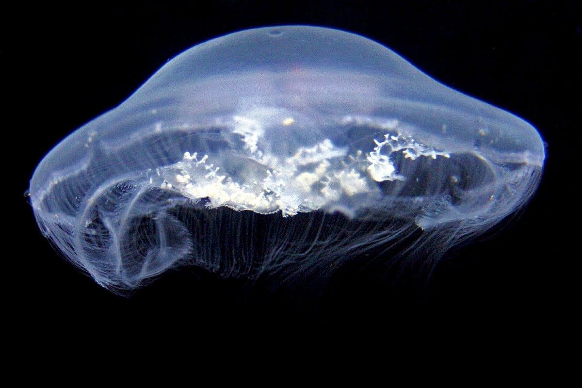 Android wallpaper Jellyfish, Animals, Aquarium. Best Free Download wallpaper