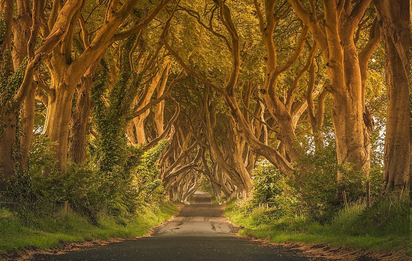 Ireland, Trees, Green, Road, Grass, Street, Fence, Shrubs, Summer, Nature, Landscape, Hedges Wallpaper HD / Desktop and Mobile Background