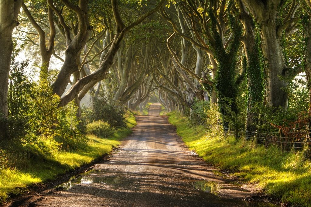 The Dark Hedges of Ireland [5 Pics]. I Like To Waste My Time