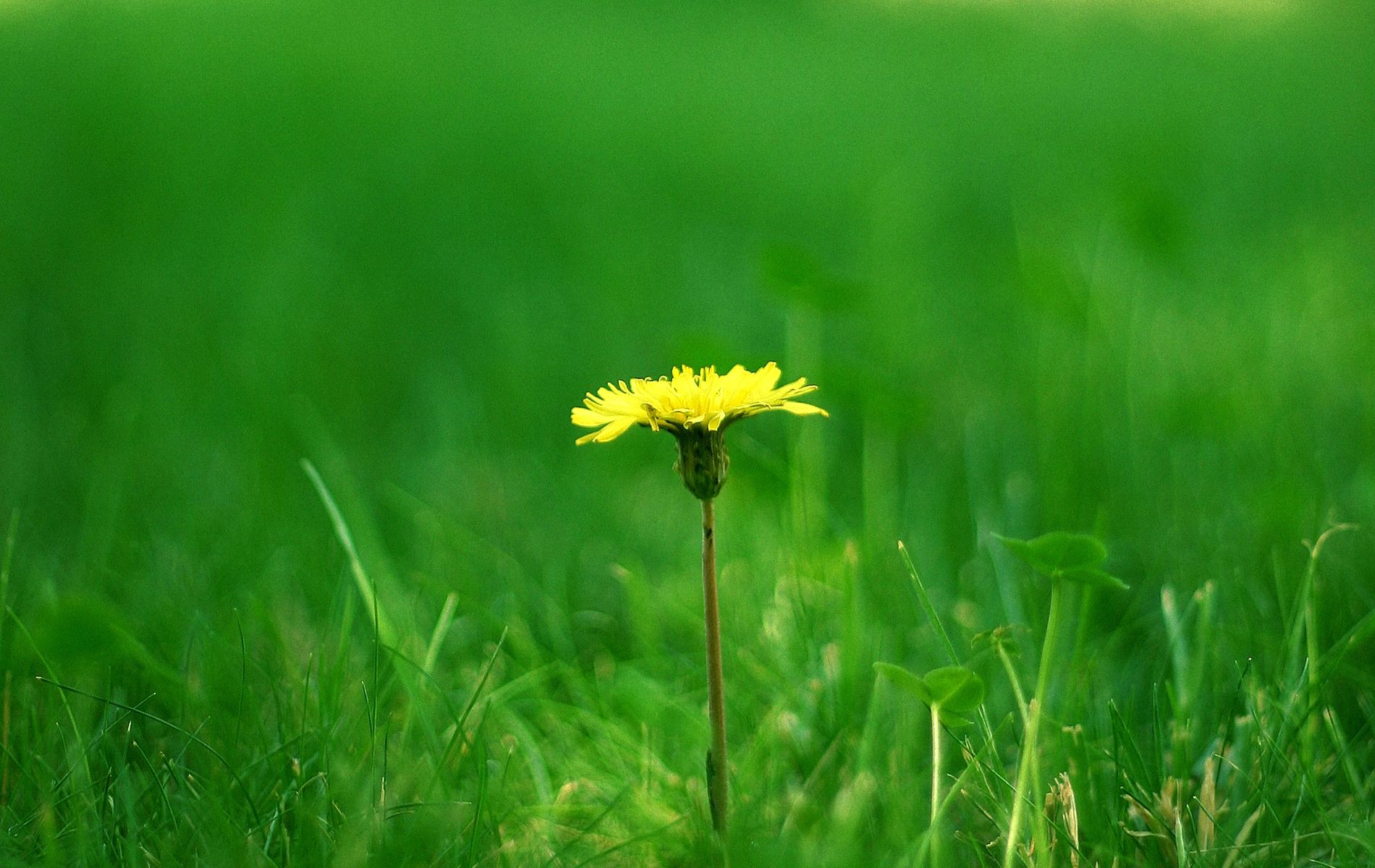 Download wallpaper 1900x1200 dandelion, meadow, grass, blurring, summer HD background