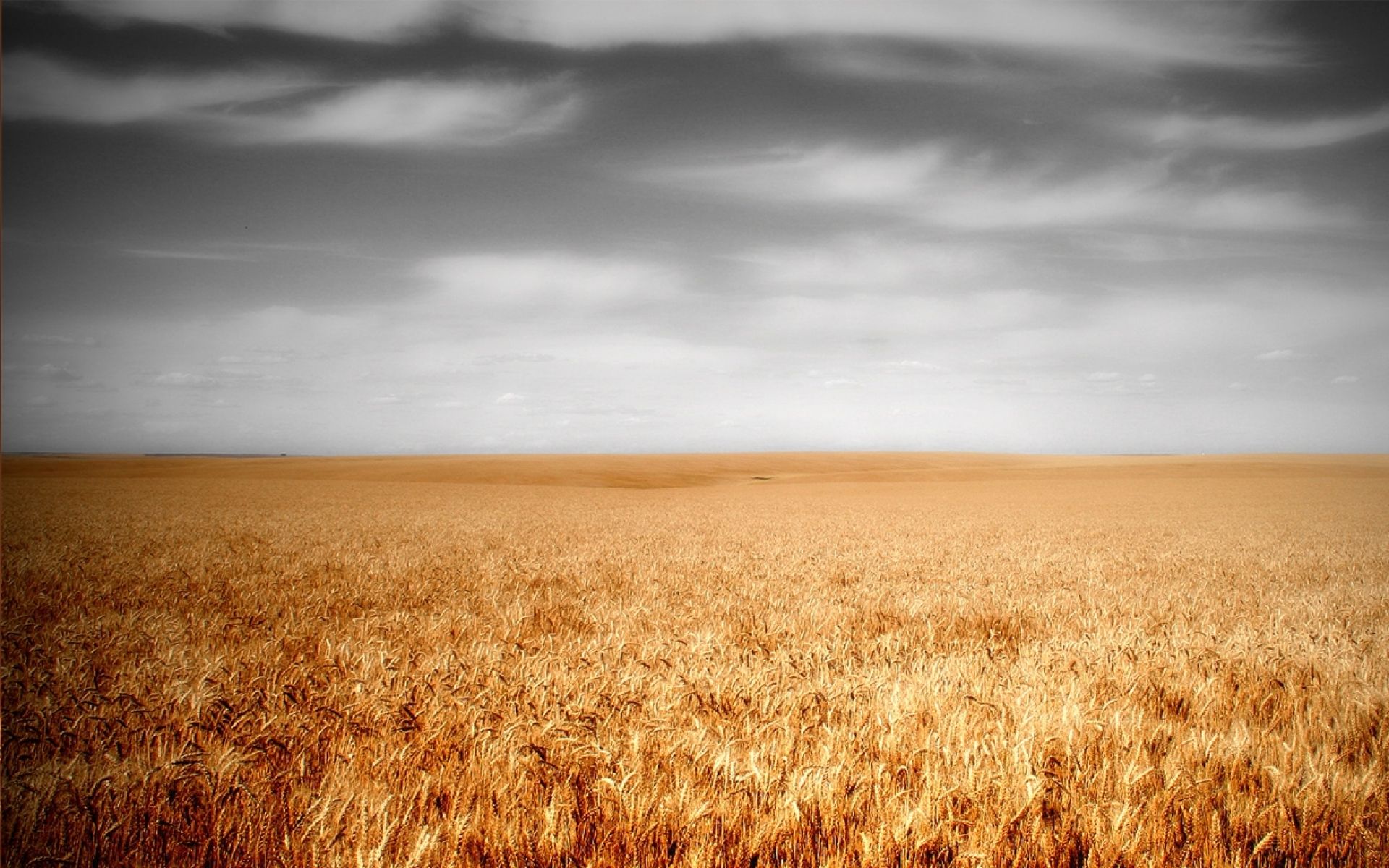 Wheat Field & Gray Sky wallpaper. Wheat Field & Gray Sky