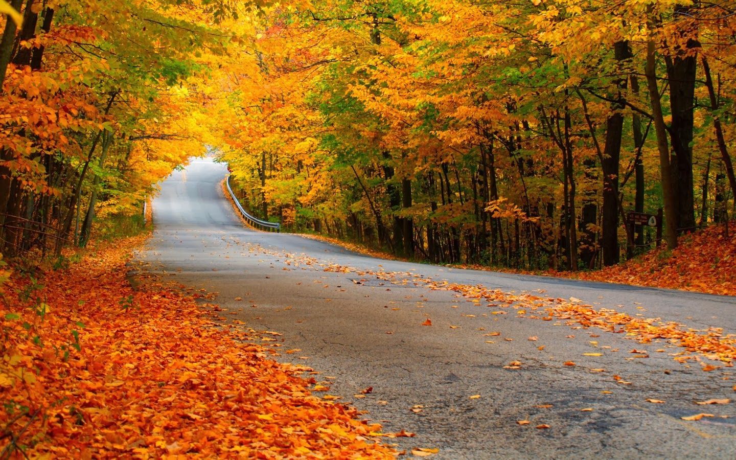 Pathway Wallpaper