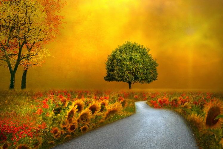 landscapes, Nature, Autumn, Fall, Seasons, Flowers, Roads, Pathways Wallpaper HD / Desktop and Mobile Background