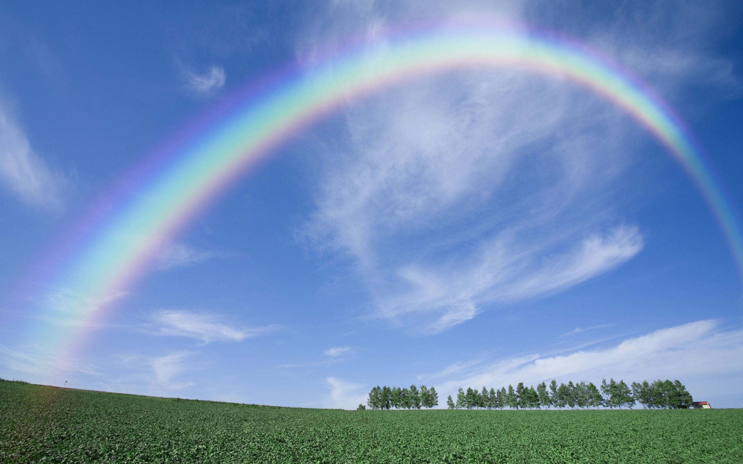 Wallpaper, rainbow, sky, clear, from below, arch, trees, summer, field 2560x1600