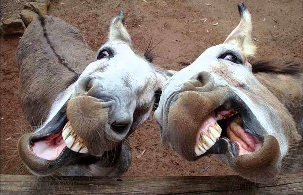 donkey wallpaper HD con Google. Laughing animals, Smiling animals, Cute donkey