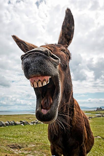Funny Donkey , Picture & Royalty Free Image