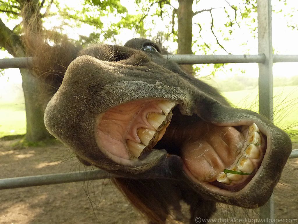 Funny Donkey Photograph. We managed to capture this picture