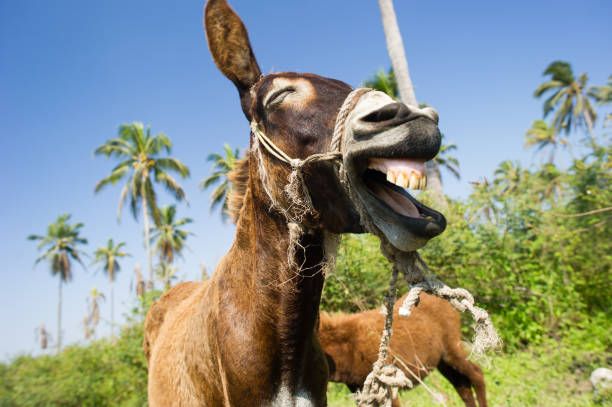 Funny Donkey , Picture & Royalty Free Image