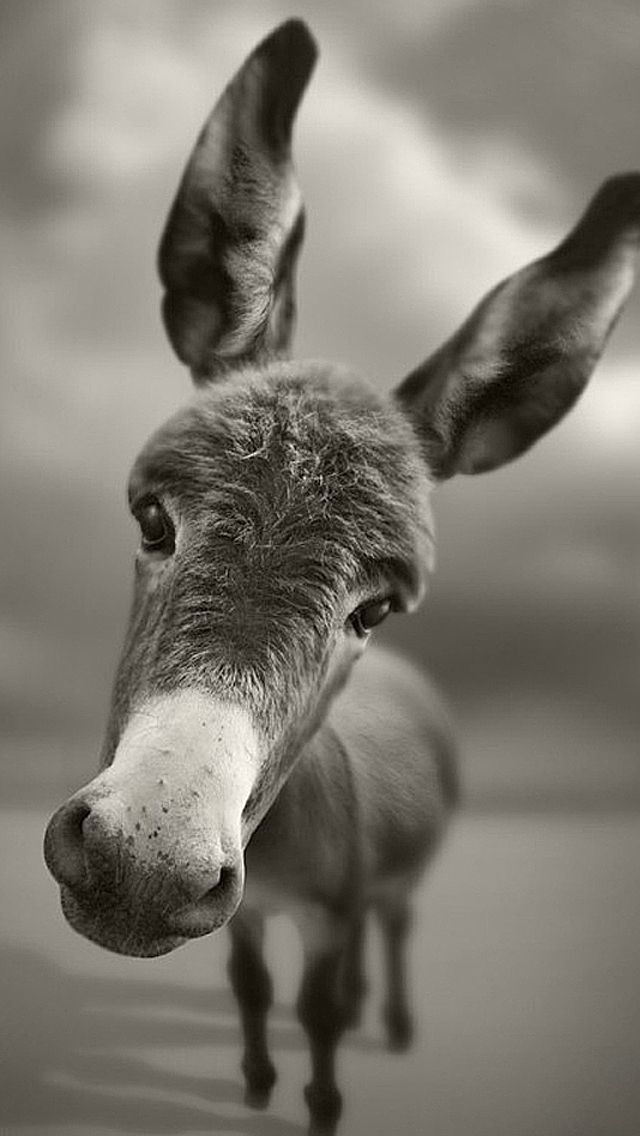 The iPhone Wallpaper Donkey Funny