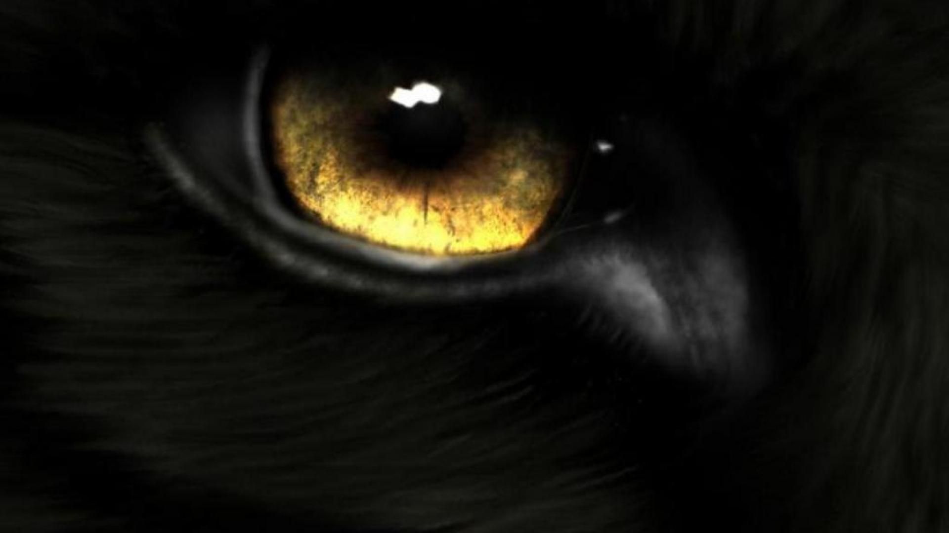 Black wolf eye fire and ice the pack wallpaper