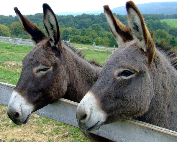 Donkey funny free download (319 Free ) for commercial use. format: HD high resolution jpg image