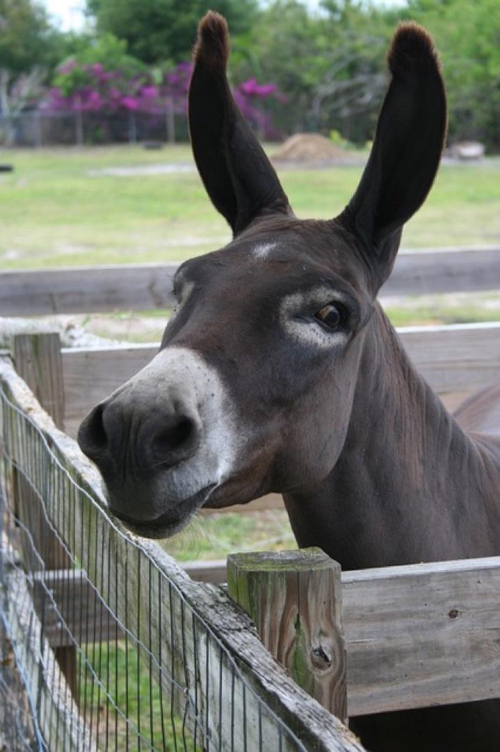 Funny Donkeys Wallpaper Picture HD for Android