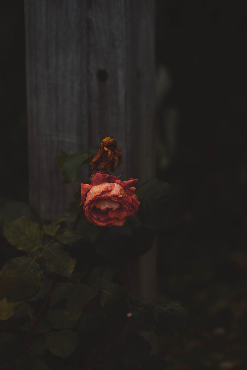 Dead Rose Wallpaper