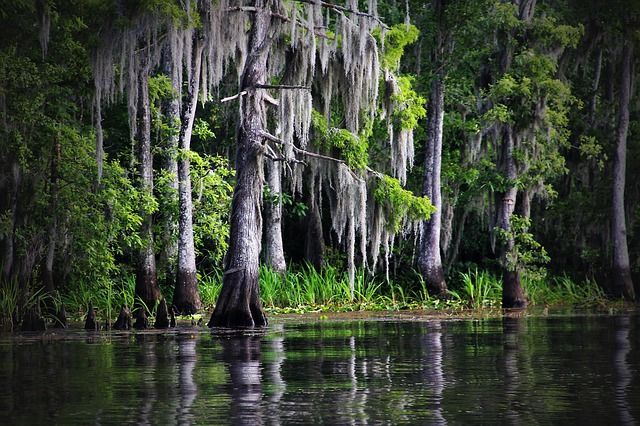 Swamp Bayou Louisiana Moss Cypress Nature Public Domain Louisiana Landscape HD Wallpaper