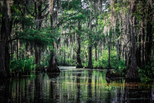 Bayou , Picture & Royalty Free Image