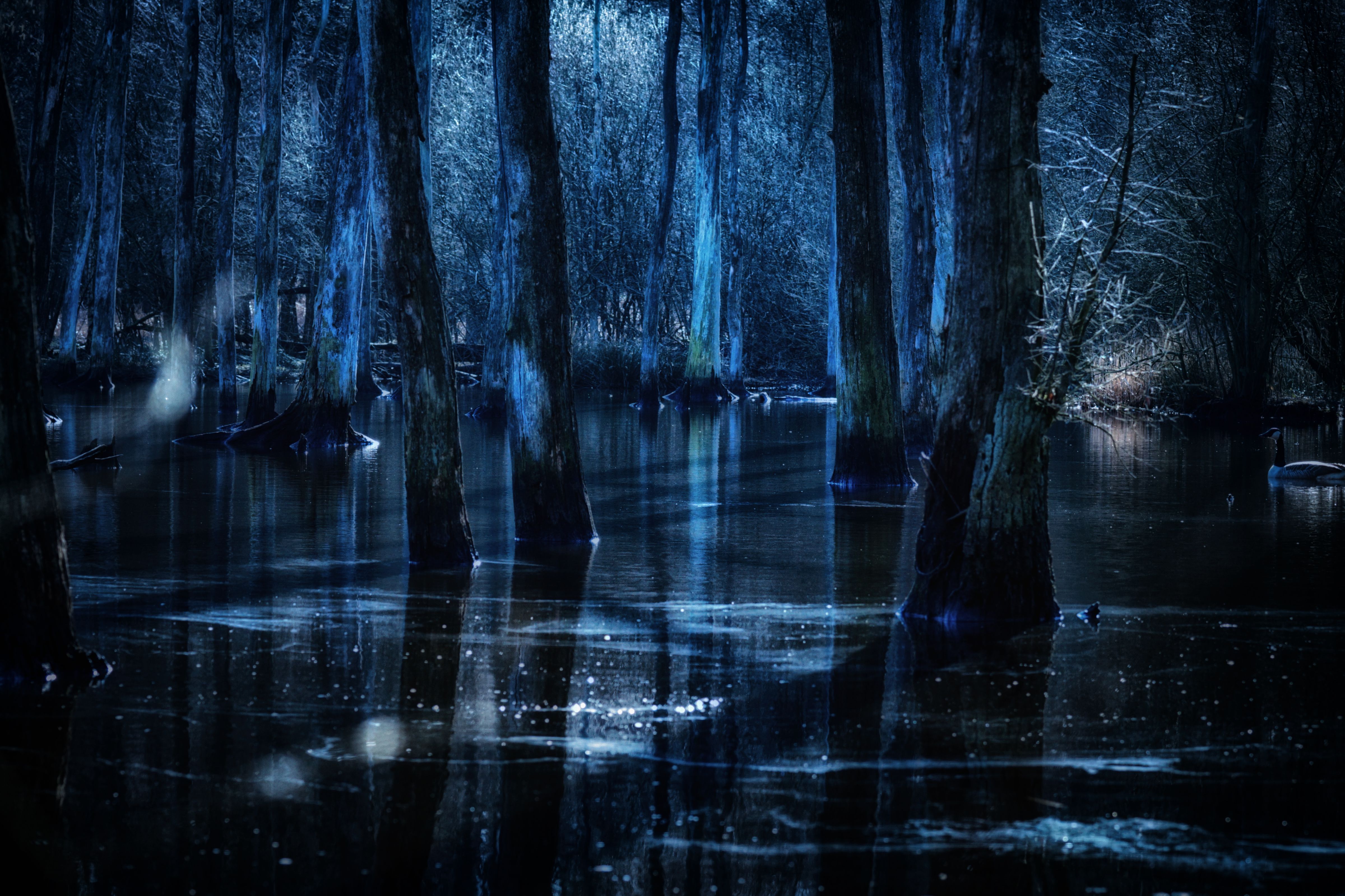 Wallpaper, water, reflection, nature, darkness, tree, atmosphere, light, swamp, bayou, wetland, phenomenon, woodland, watercourse, night, midnight, branch, computer wallpaper, Formation, old growth forest, landscape 4800x3200