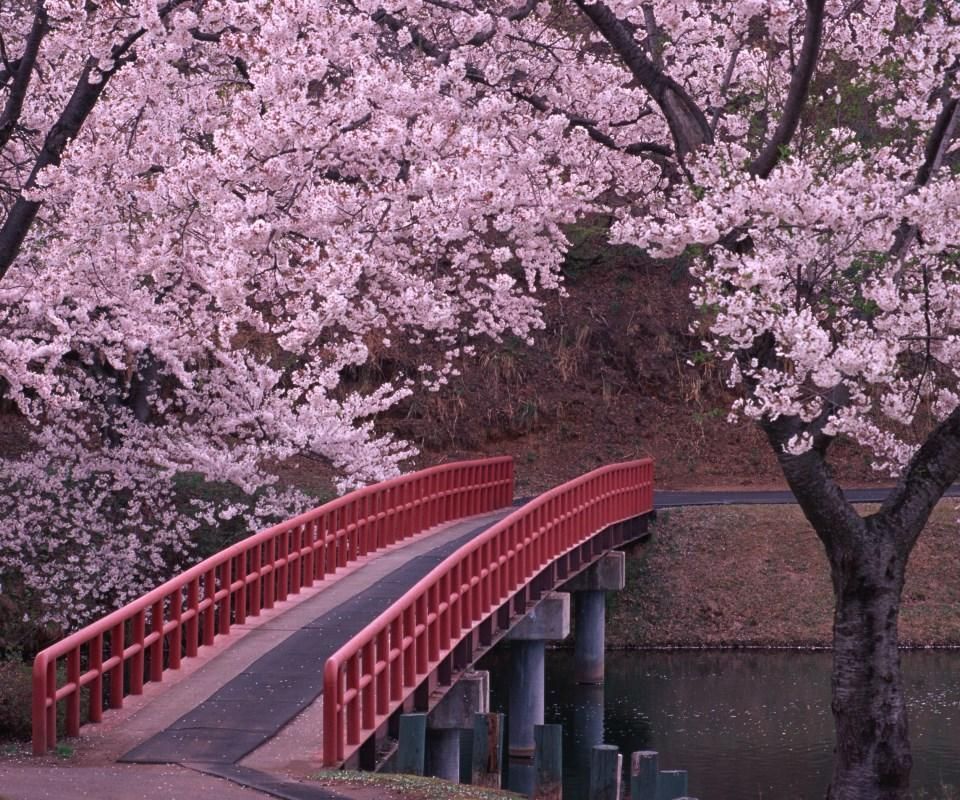 Japanese Street Lined With Cherry Blossoms Live Wallpaper  WallpaperWaifu