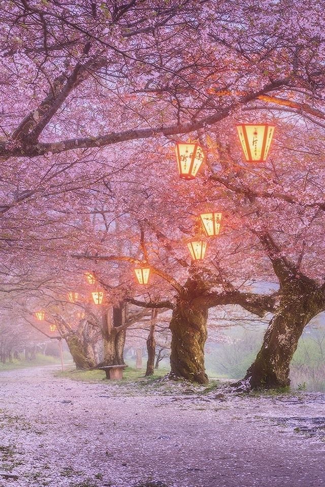 Japan, Sakura Blossom, Lanterns, Spring 640x960 IPhone 4 4S Wallpaper, Background, Picture, Image