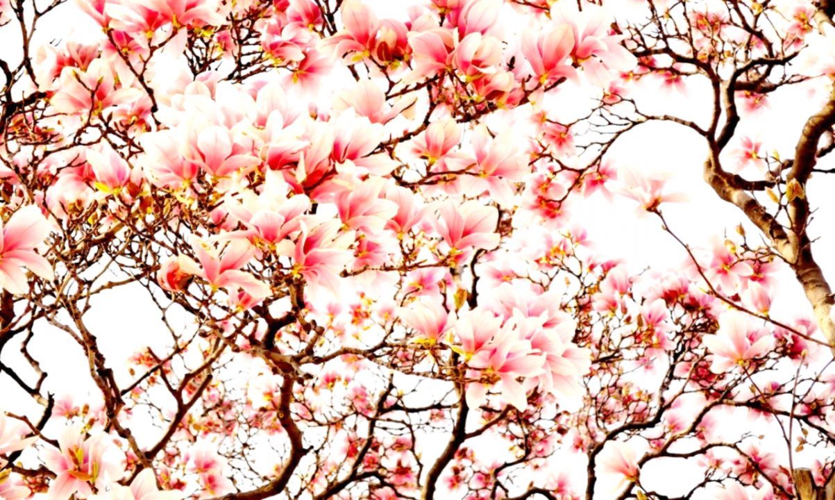 Sakura Japanese Flower Wallpapers