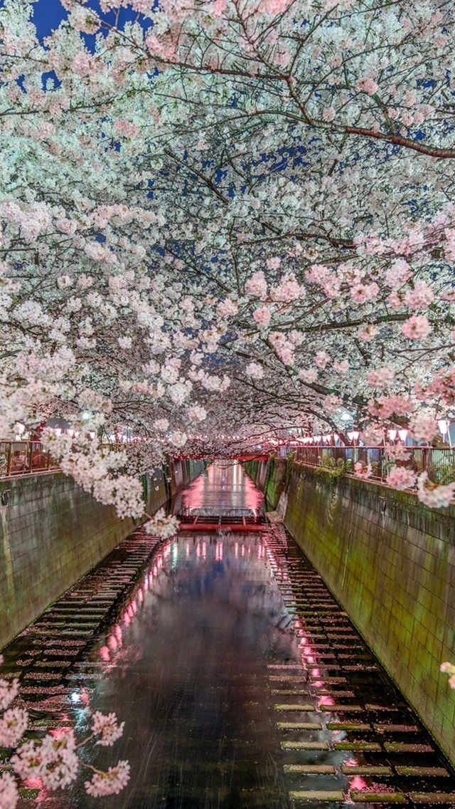 iPhone Wallpaper Tokyo, Japan, Sakura, Beautiful Flowers Wallpaper iPhone Cherry Blossom View