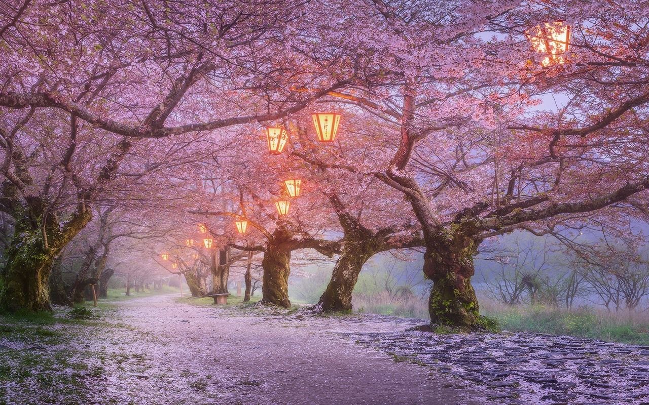 Wallpaper Japan, sakura blossom, lanterns, spring 1920x1080 Full HD 2K Picture, Image