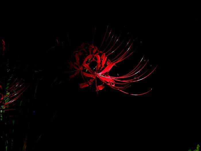 Red spider lily, Lycoris radiata flowers Photo 12