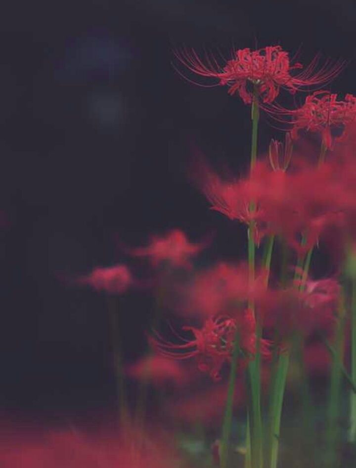 Anime Perfect: Image Of Image Of Aesthetic Anime Red Spider Lily Wallpaper
