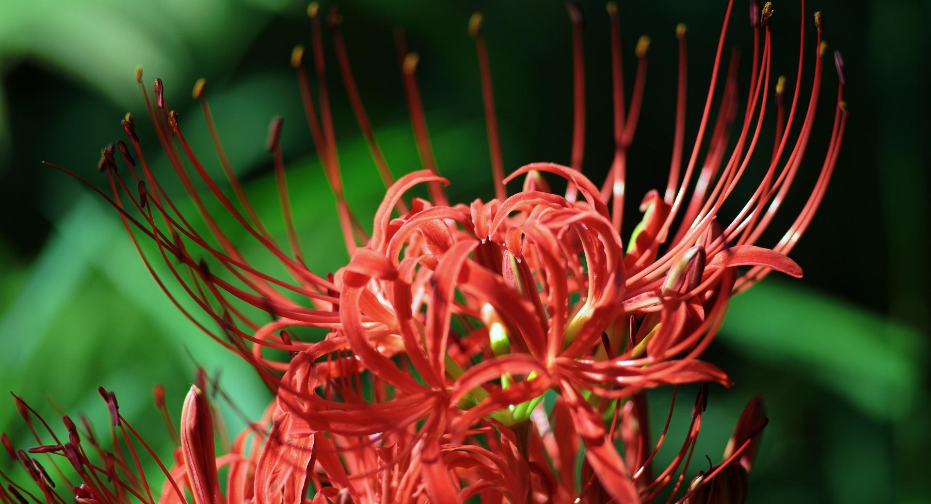 Red Spider Lily, Lycoris Radiata Wallpaper HD Download