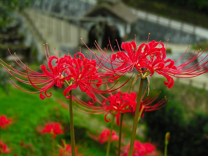 Red spider lily, Lycoris radiata flowers Photo 4