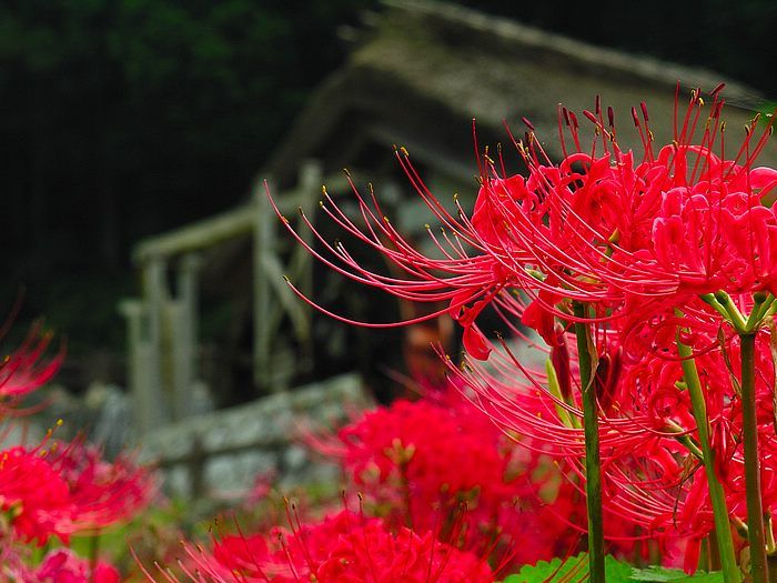 Red spider lily, Lycoris radiata flowers Photo 18