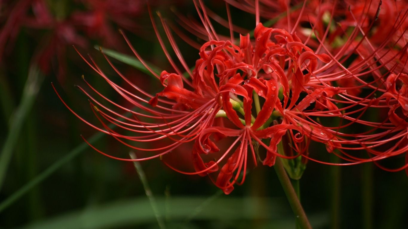 Lycoris Radiata Red Lycoris Flowers Picture 01