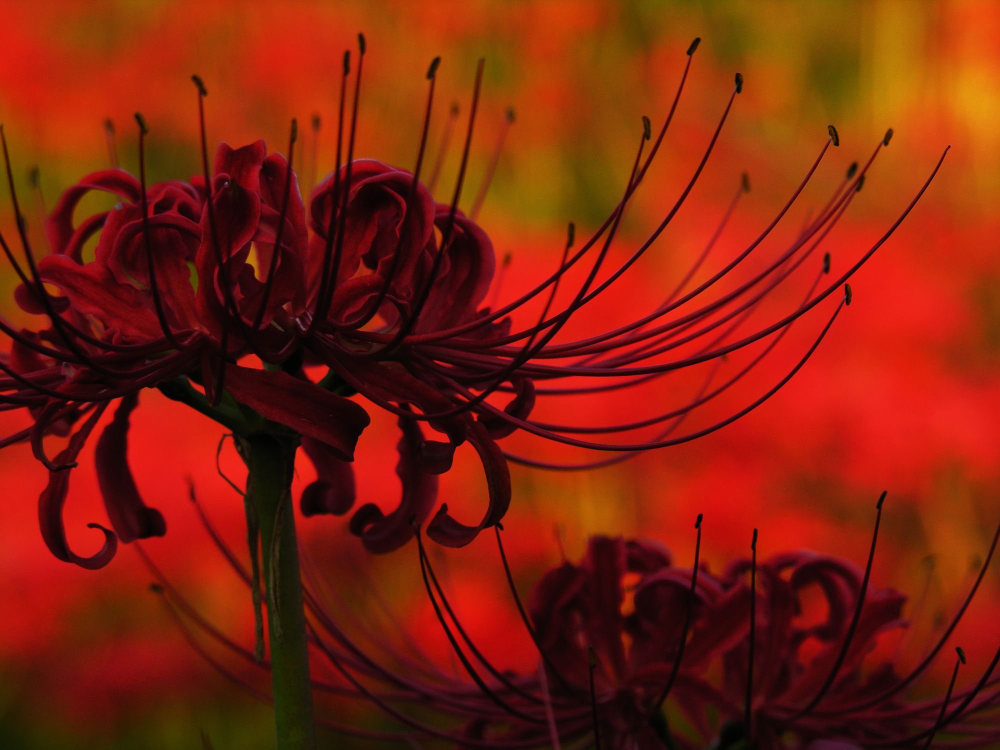 Lycoris Radiata Wallpapers Wallpaper Cave