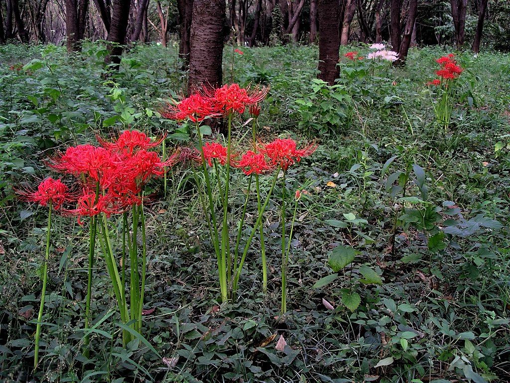 Файл:Lycoris radiata Higanbana in a