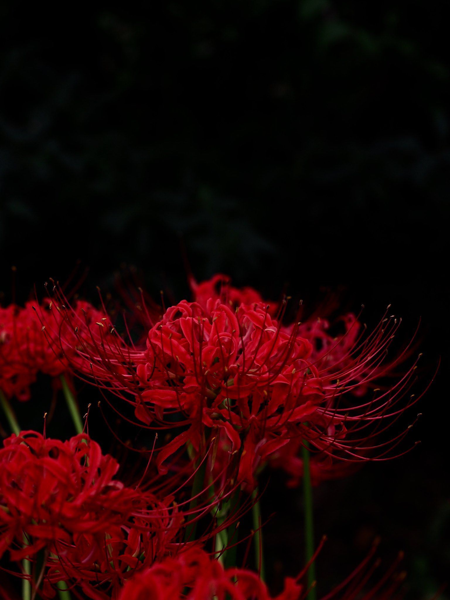 Lycoris radiata ideas. red spider lily, radiata, lily