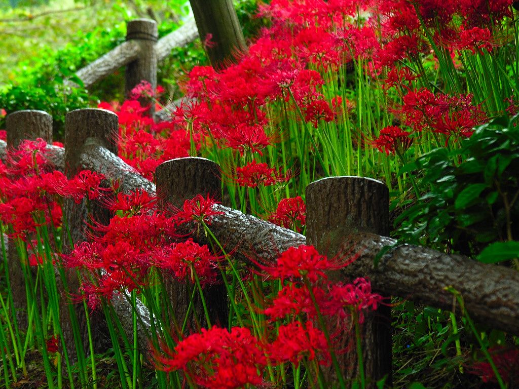 Flower Photography, Red spider lily Flowers, Lycoris radiata Flowers 1024x768 Wallpaper 17