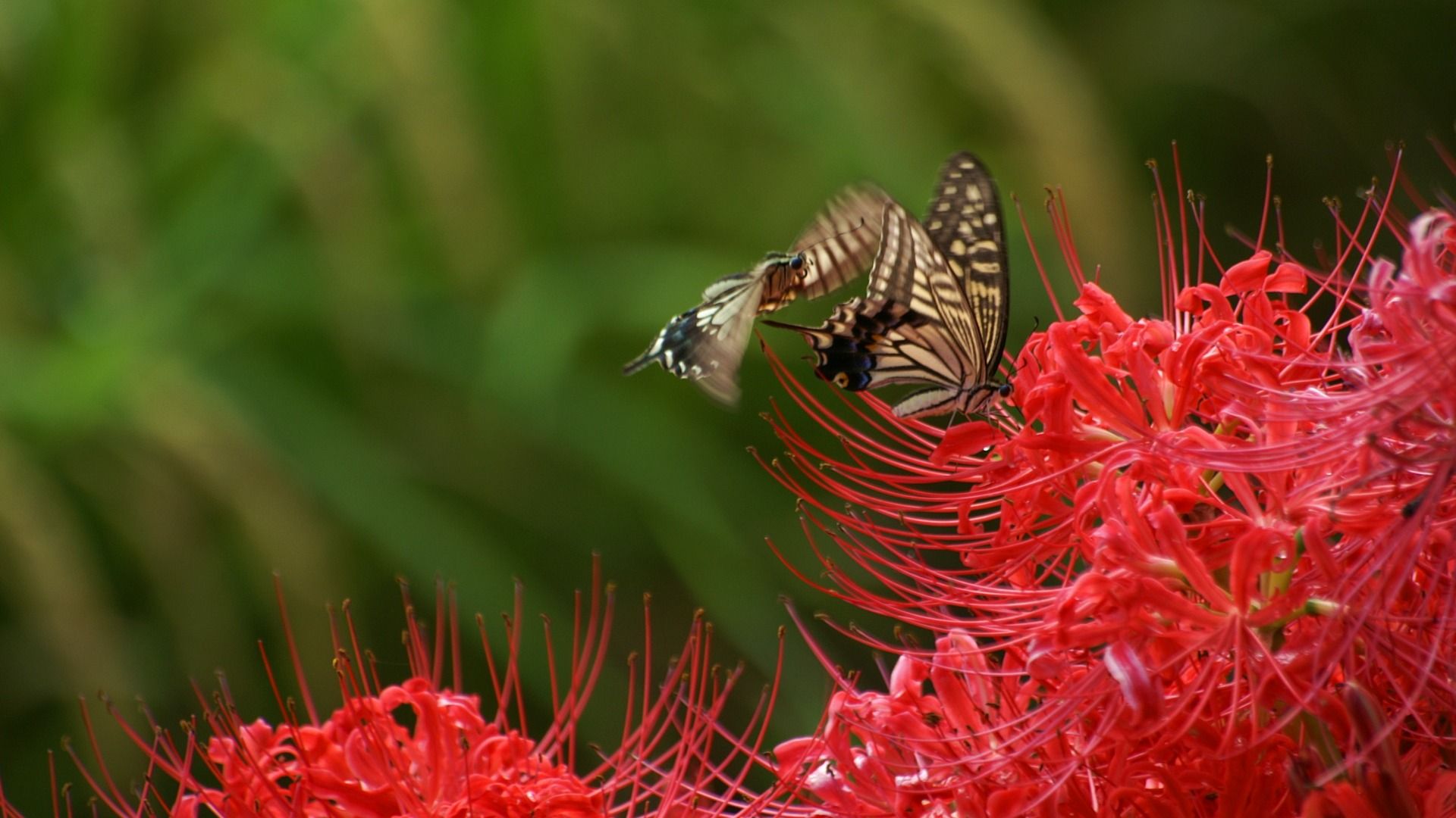 Butterfly On Lycoris Lycoris Radiata Flowers Picture 01