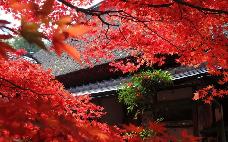 autumn, Japan, Tree, Leaves, Red Wallpaper HD / Desktop and Mobile Background