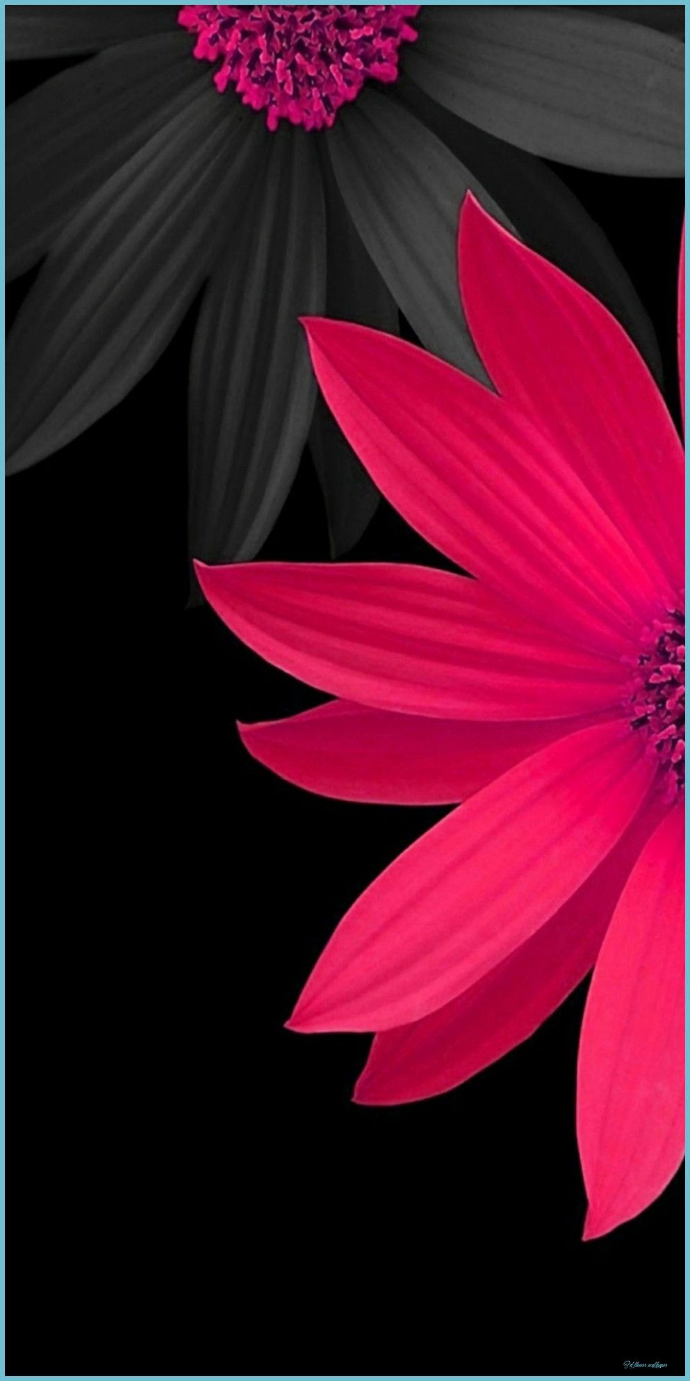 Pink And Black 9D Flowers Wallpaper Pink Flowers Wallpaper Flower Wallpaper