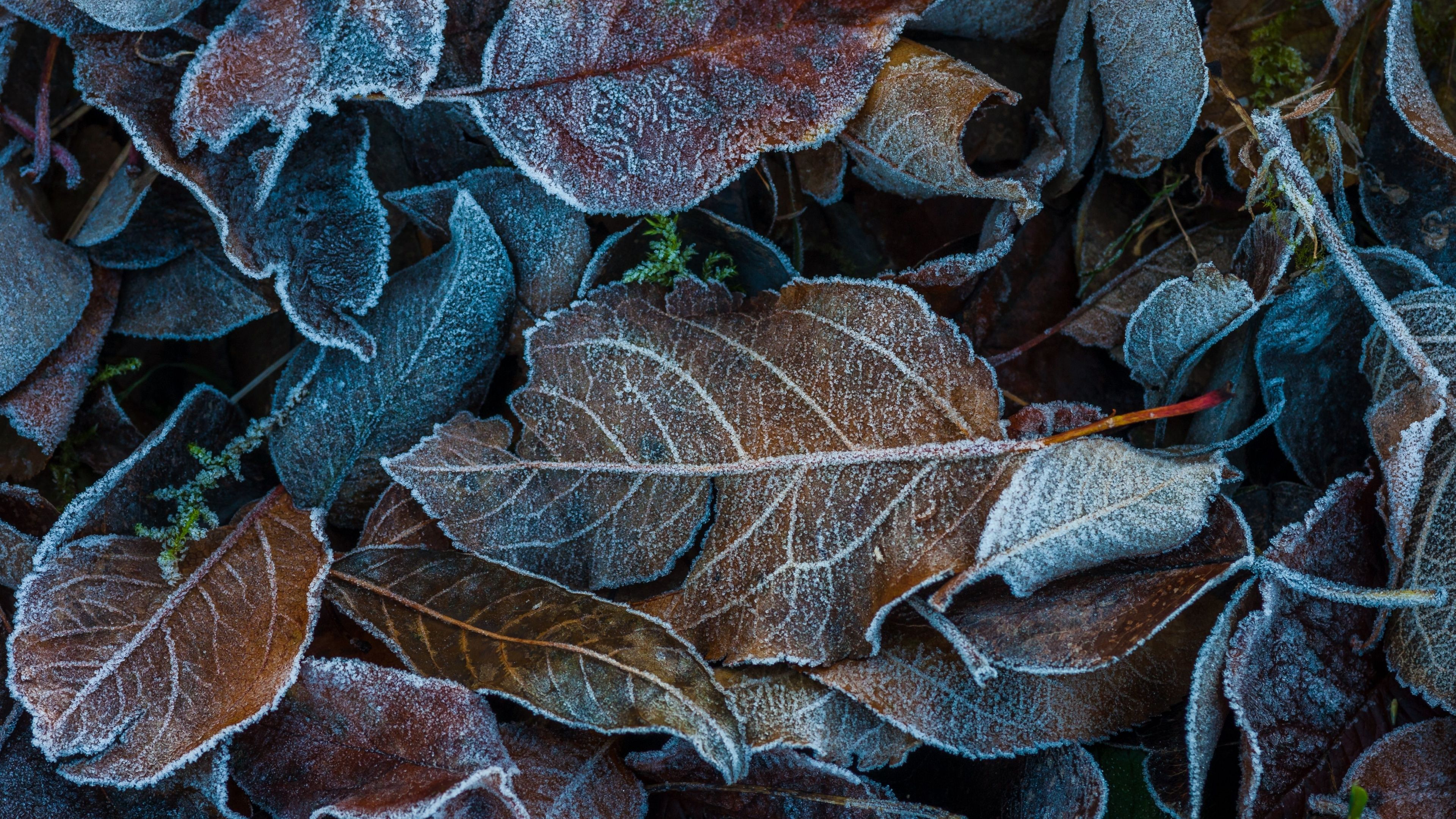 Frozen Leaves Wallpaper 4K, On the ground, Winter, Dry Leaves, Foliage, Nature