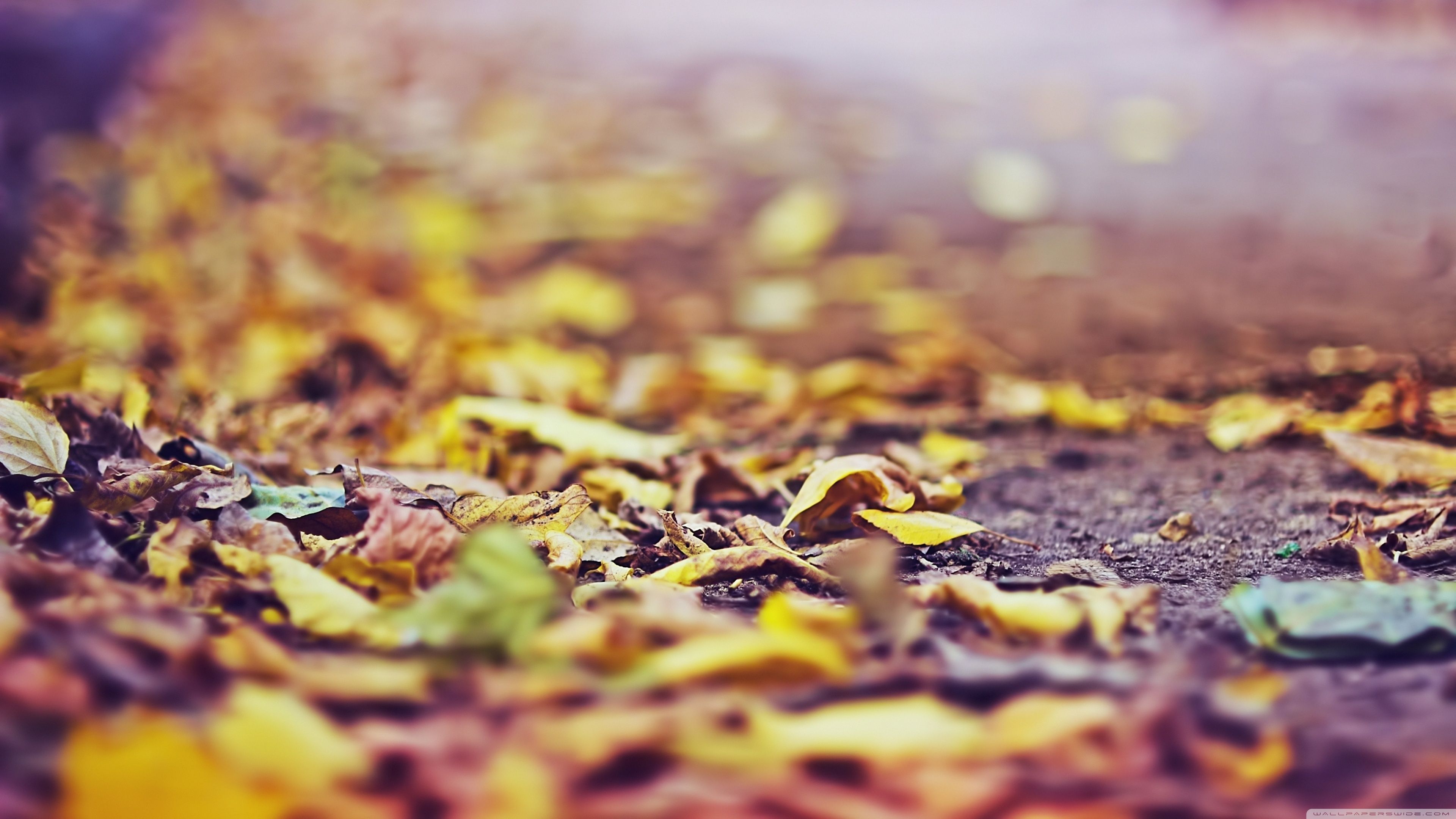 Yellow Leaves On The Ground Ultra HD Desktop Background Wallpaper for: Multi Display, Dual Monitor, Tablet