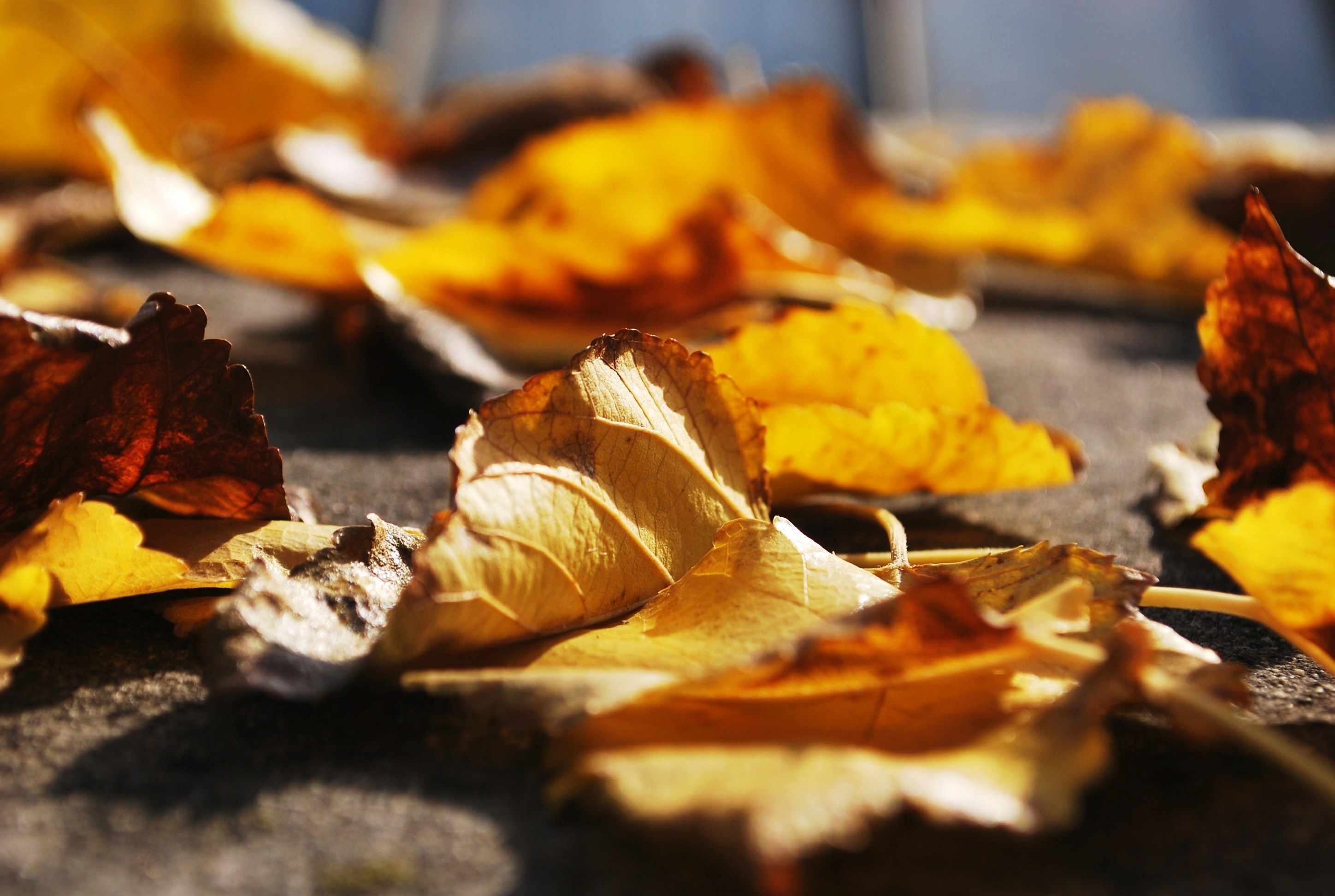 Wallpaper / fall autumn leaf and ground HD 4k wallpaper