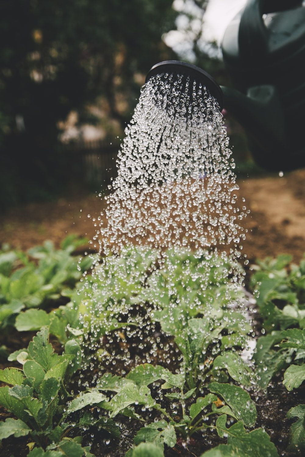 Watering Picture. Download Free Image
