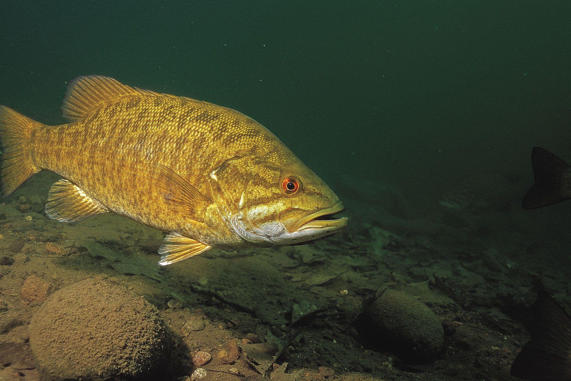 Smallmouth Bass Wallpapers - Wallpaper Cave